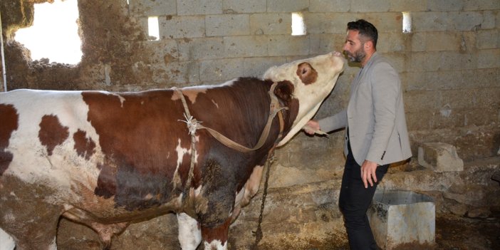 1 ton 200 kilogram ağırlığındaki tosun 200 bin liradan satılıyor