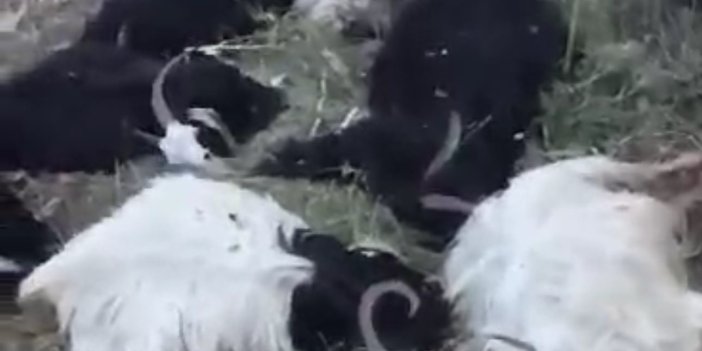 Uludere'de yıldırım düşmesi sonucu 200 keçi öldü