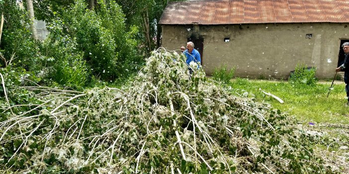 Yüksekova’da polen üreten kavak ağaçları kesiliyor