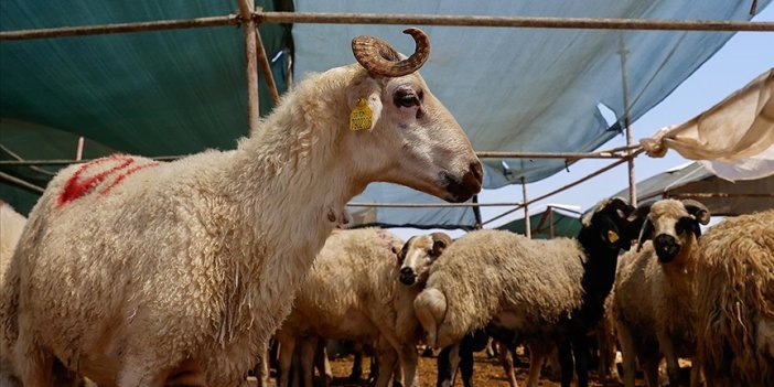 Türk Kızılay, kurban vekaleti bedellerini açıkladı