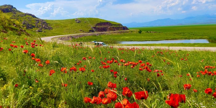 Gelincikler Yüksekova’nın doğasına renk kattı