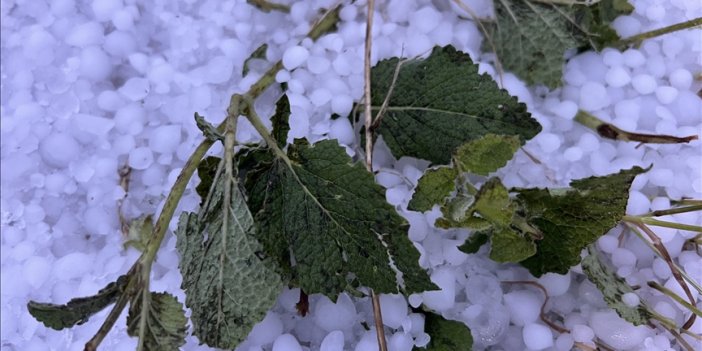 Kars merkezde etkili olan dolu tarım arazilerine zarar verdi