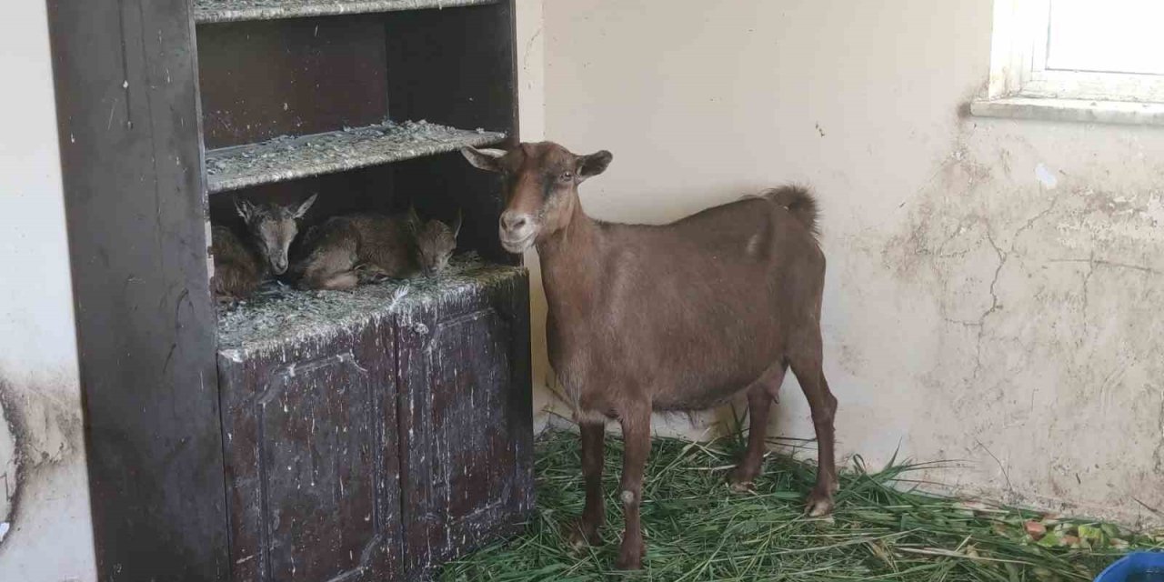 Çukurca'da bulunan yavru yaban keçileri süt anneye emanet