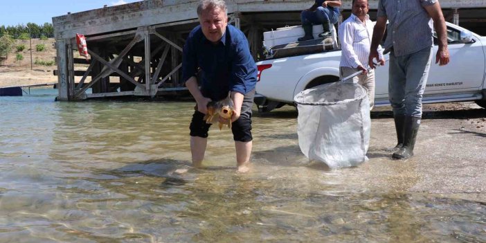 Sağma işlemlerinin ardından anaç balıklar göle salındı