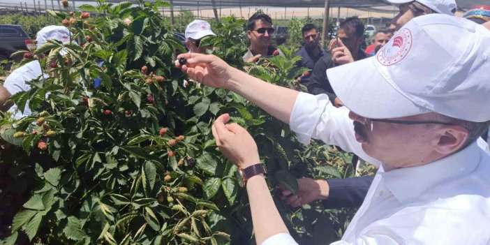 Kurtalan'dan dünyaya böğürtlen ihracatı