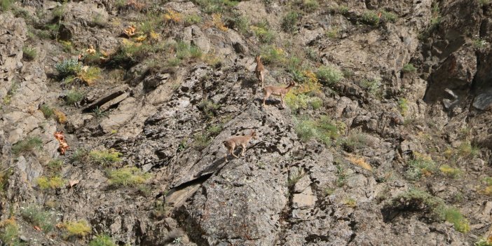 Koruma altındaki dağ keçileri Yüksekova'da görüntülendi