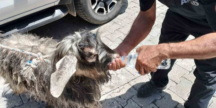 Hakkari'de kayalıklarda mahsur kalan kurbanlık keçi kurtarıldı