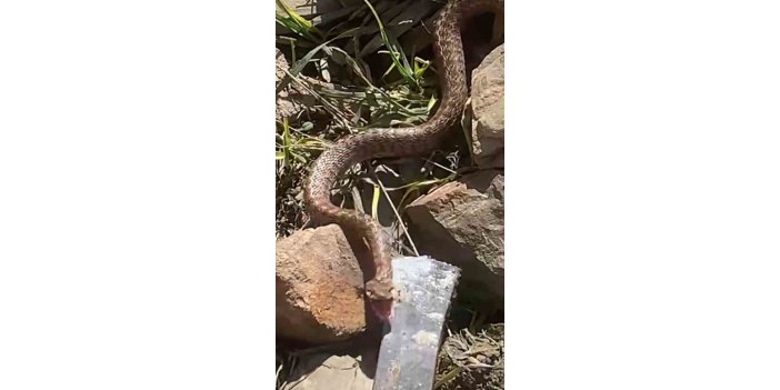 Yüksekova'da zehirli yılanla karşı karşıya geldi
