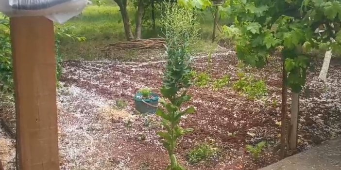 Tuzluca’da ani dolu yağışı tarım arazilerinde zarara neden oldu