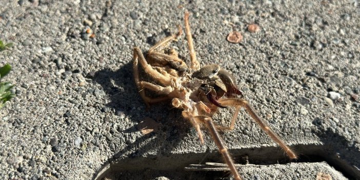 Erzincan’da havaların ısınmasıyla ’Sarıkız’ örümceği görüldü