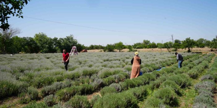 Kilis’te alternatif ürün olarak üretimi yapılan lavantanın hasadı başladı