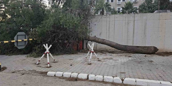 Gaziantep'te çıkan fırtına Antep fıstığı ağaçlarına zarar verdi