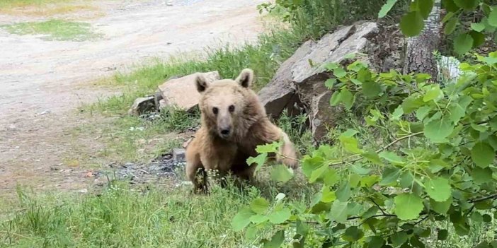 Bitlis'te maskot ayılar vatandaşların korkulu rüyası oldu