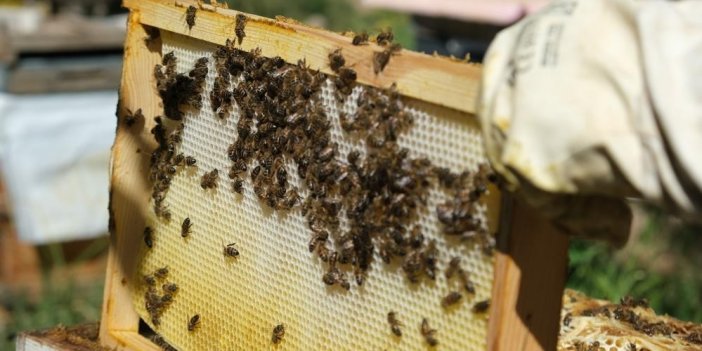 Erzincan’da kadınlar arı sütü üretimine başlayacak