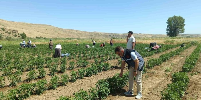 Elazığ’da 40 dekarlık alanda sebze hasadı yapıldı