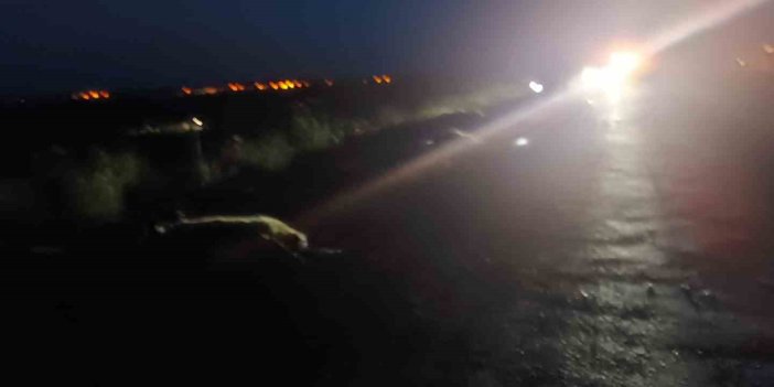 Bitlis’te otomobilin çarptığı çok sayıda koyun öldü