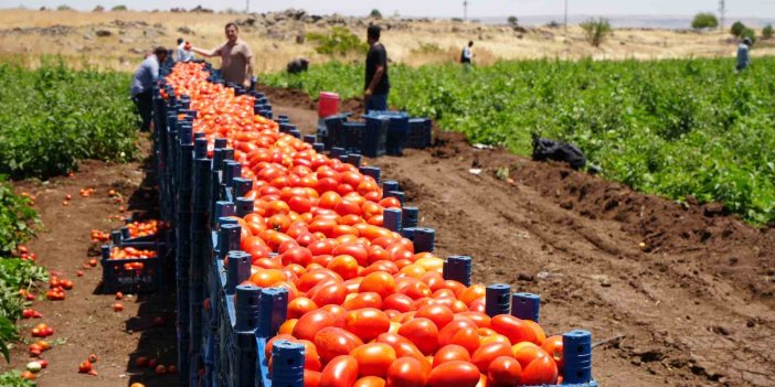 Tarlada 5 TL’den satılan domatesin yüksek sıcak altında hasadı başladı