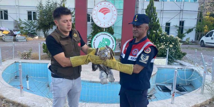 Malatya’da yaralı şahin koruma altına alındı