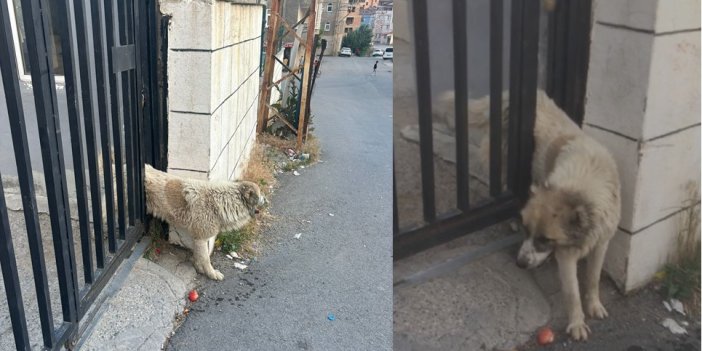 Korkuluklara sıkışan köpek belediye ekiplerince kurtarıldı