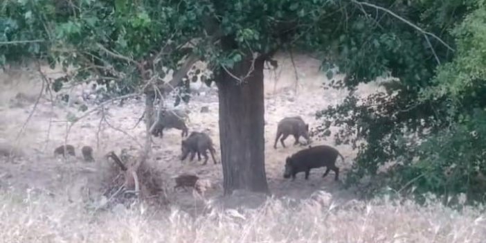 Malatya’da domuz sürüleri kayda alındı