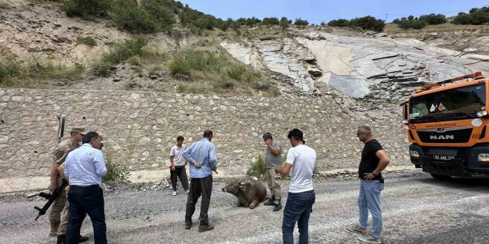 Hakkari'de 500 metrelik kayalıktan düşerek ağır yaralanan inek kesildi