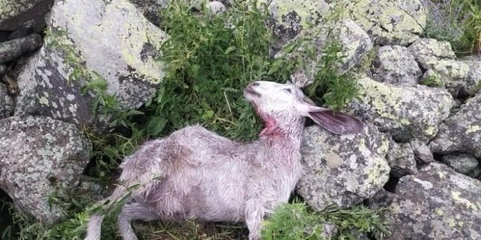 Ağrı’da kurt saldırısı: 9 koyun öldü, 2 koyun kayıp