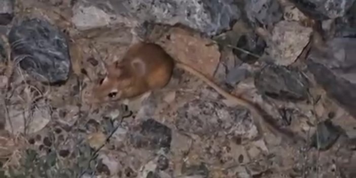 Yüksekova’da kırmızı listede bulunan kanguru faresi görüldü