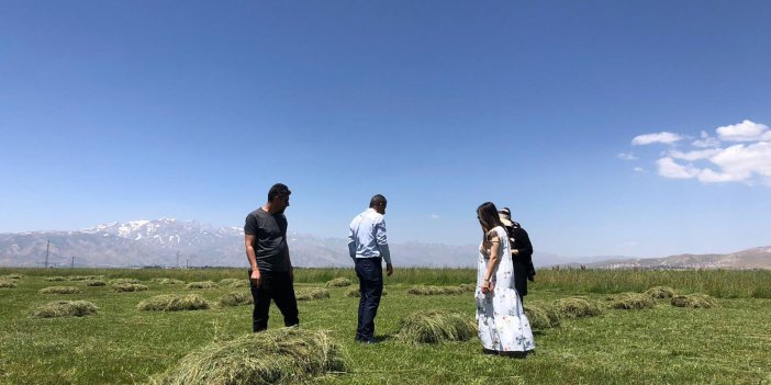 Yüksekova'da buğday ekim alanlarında hastalık tespit edildi