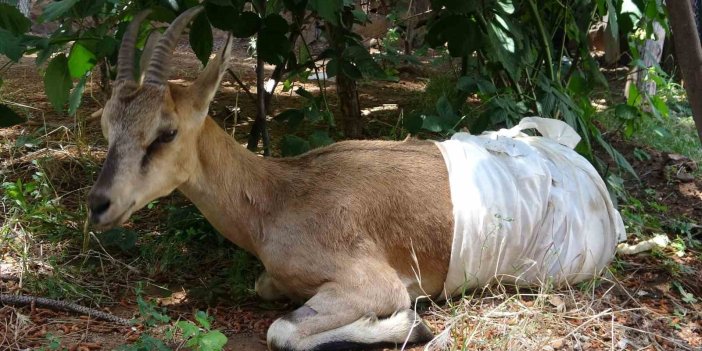 Bingöl'de yaralı olarak bulunan dağ keçisi tedavi edilerek, koruma altına alındı