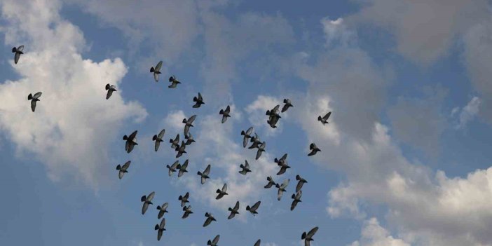 Günü birlik bin kilometrenin üzerinde mesafeyi uçabilen posta güvercinleri Erzincan’dan İzmir’e gitmeleri için havaya bırakıldı