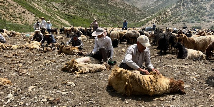 Yüksekova: Kadıköy’de geleneksel koyun kırkma etkinliği