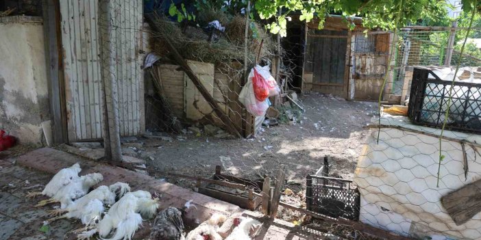 Elazığ’da sokak köpekleri dehşeti: Koyun ve tavukları telef ettiler, 3 koyunu yaraladılar