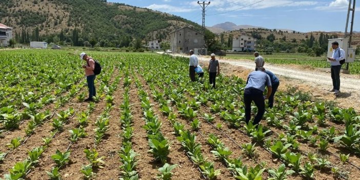 Adıyaman'da tütün fidelerinde hastalık taraması yapıldı