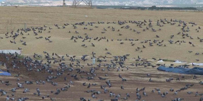 Binlerce güvercin buğday pazarını yuva belledi