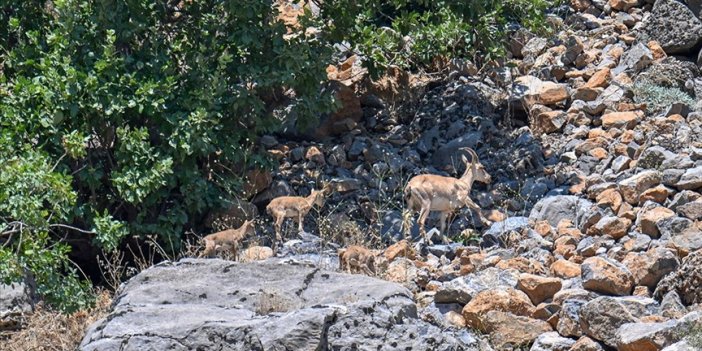 Hakkari'de koruma çalışmalarıyla yaban keçisi sayısı artıyor