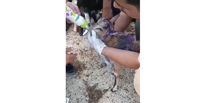 Sokak köpeklerinin saldırısına uğrayan dağ keçisi, tedavi edildi