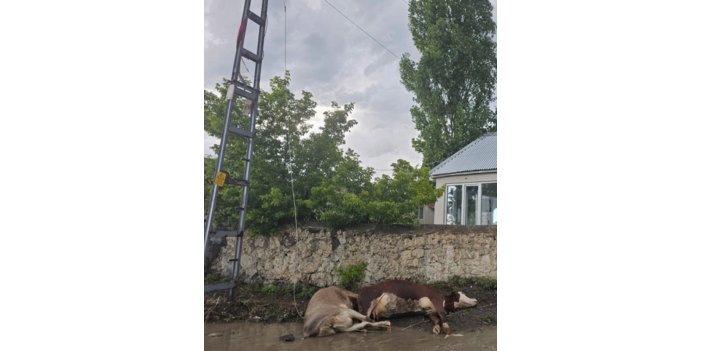 Kars’ta elektrik akımına kapılan 2 büyükbaş hayvan öldü