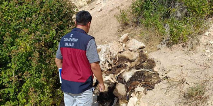 Dersim'de sürü psikolojisiyle uçurumdan atlayan 43 koyun öldü