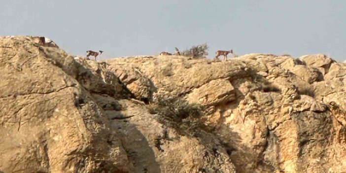 Malatya’da yaban keçileri görüldü