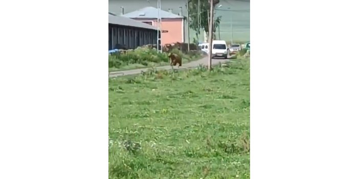 Ardahan'da merkeze inen bozayı dehşet saçtı