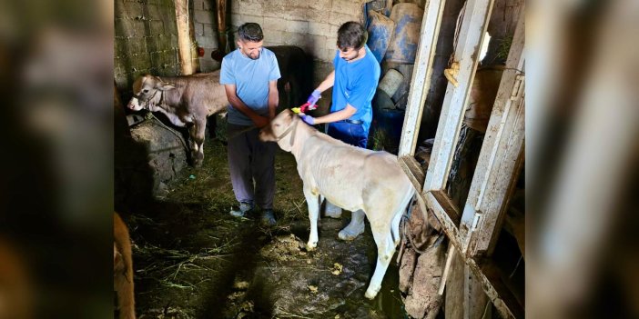 Yüksekova'da hayvan küpeleme ve aşılama çalışmaları devam ediyor