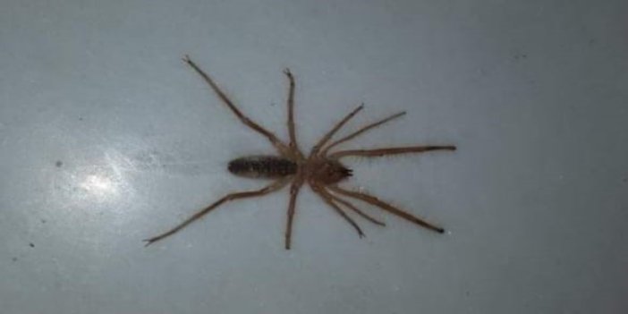 Uzmanlar, "sarı kız örümceğini öldürmeyin" uyarısında bulundu