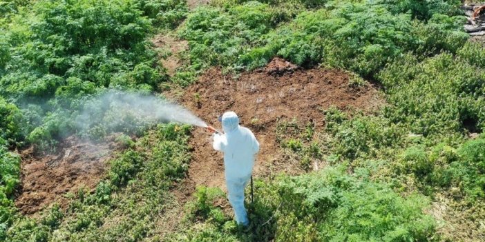 Aşırı sıcaklarda çıkan haşerelere karşı uzmanlar uyardı