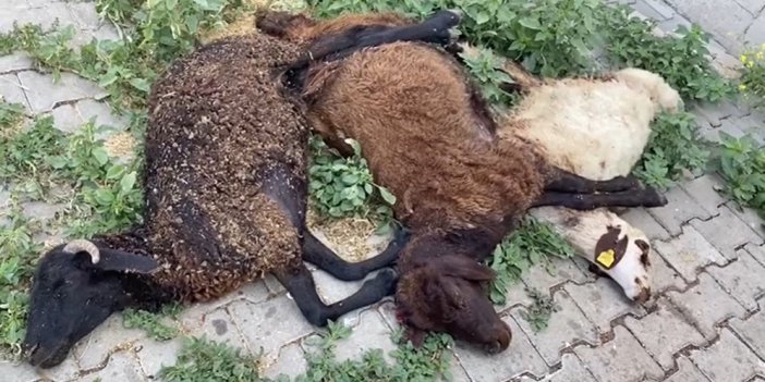 Bingöl'de başıboş köpekler küçükbaş hayvanları öldürdü