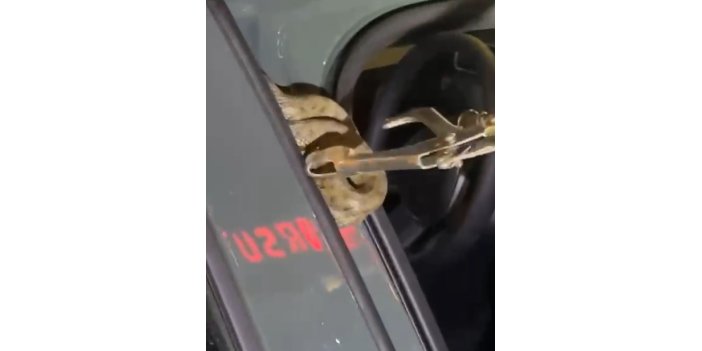 Arabaya giren yılanı ekipler çıkardı