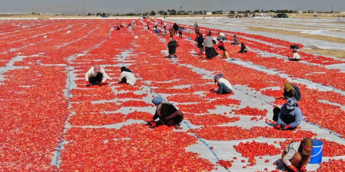 Kavurucu sıcakta işçilerin kurutmalık domates mesaisi başladı