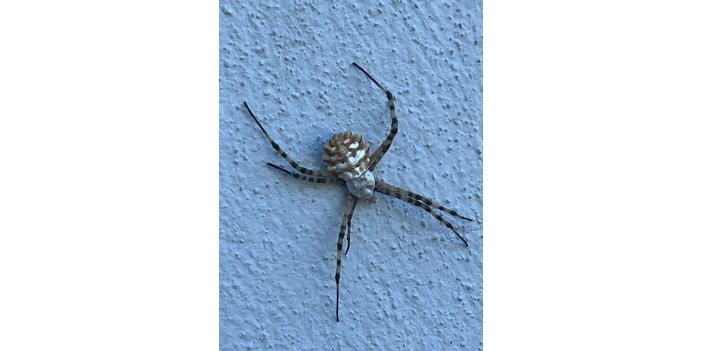 Elazığ’da nadir tür örümcek türü görüntülendi