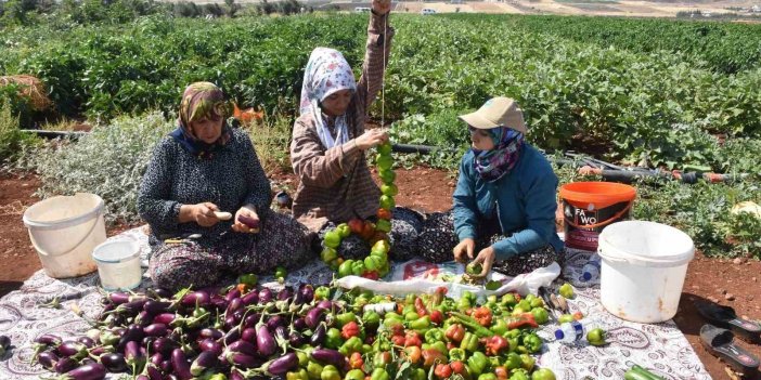 Patlıcan ve biberler kadınların elinde Antep’in tescilli lezzeti ’kurutmalık’ oluyor