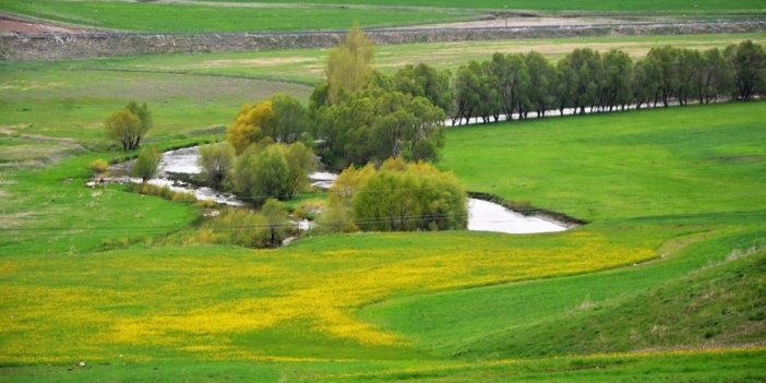 Doğu orman fakiri