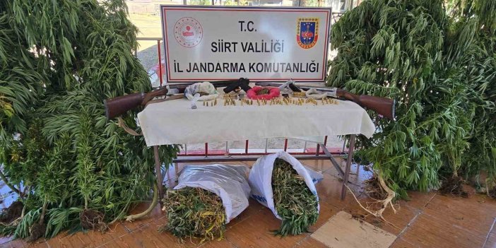 Siirt’te evinde kenevir eken şahıs tutuklandı